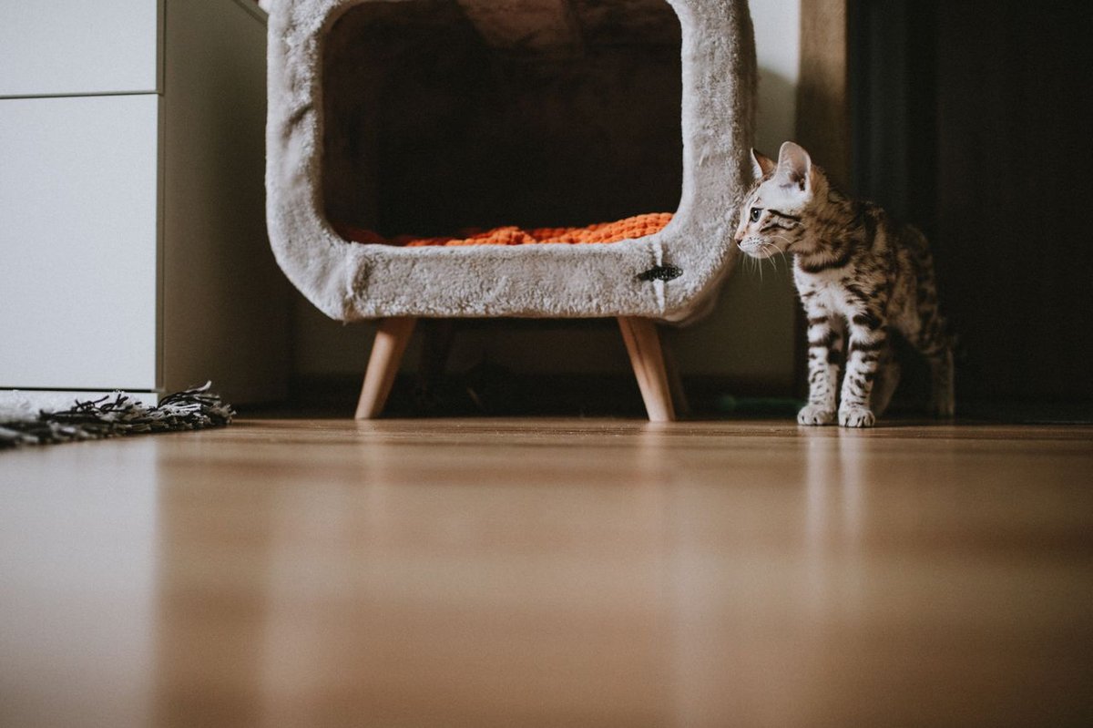 Bengal kitten standing next to a cozy pet bed in a modern apartment interior.