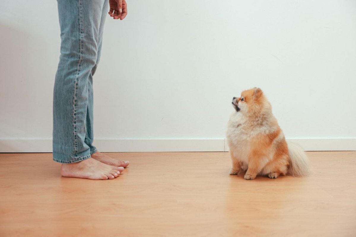 Cute Pomeranian dog sitting on wooden floor looking up at a barefoot man in jeans indoors.