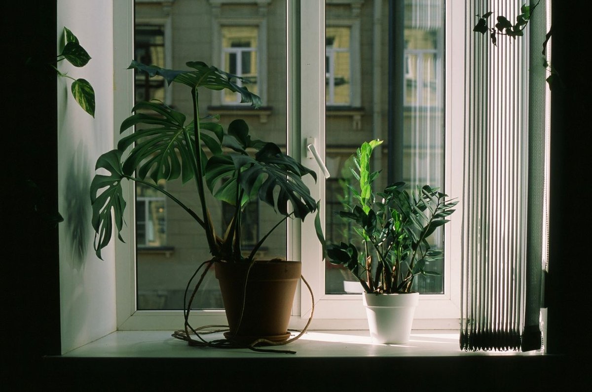 A window with plants on it