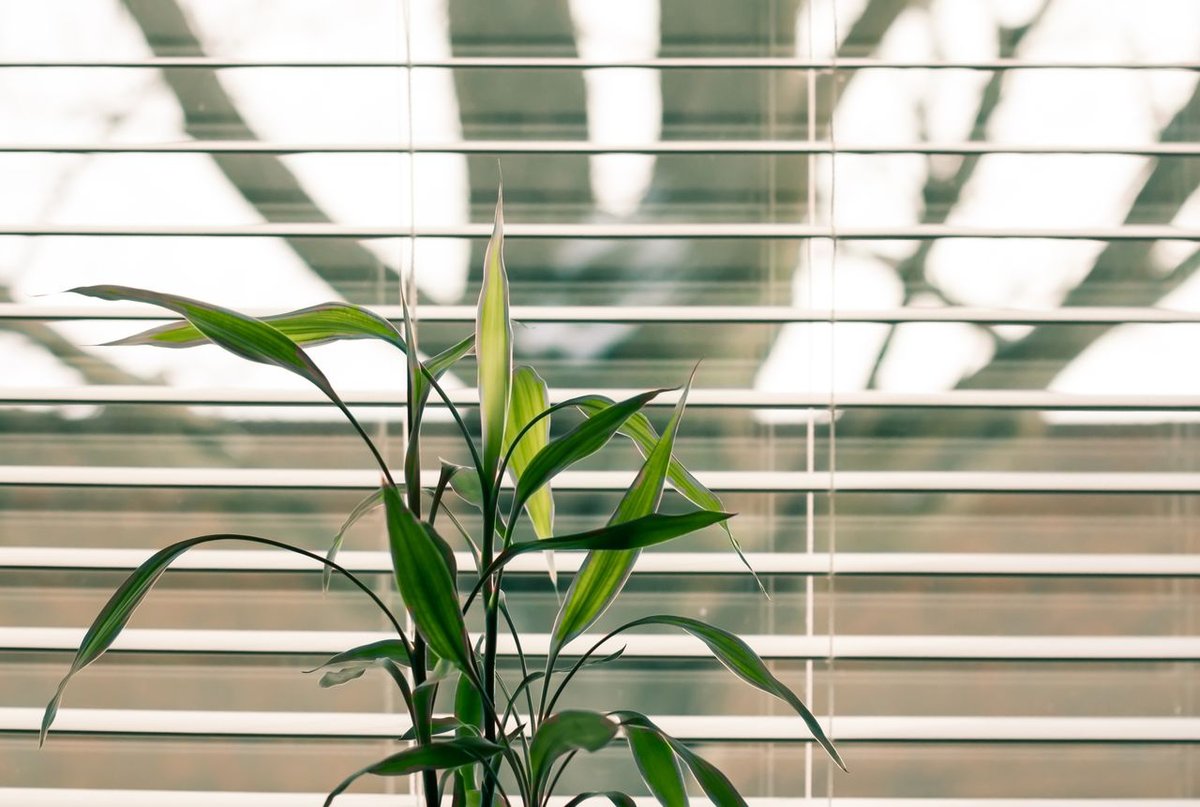 A vibrant arrangement of houseplants on a windowsill illuminated by natural light.