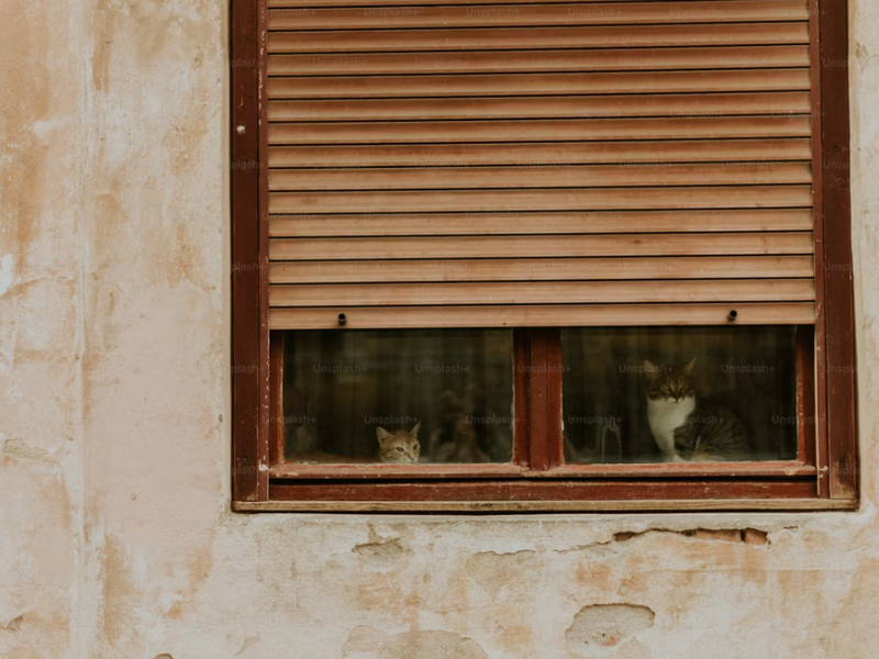 Weathered exterior wall with a single window partially covered by a brown shutter. Two cats—one orange and white, the other darker with white markings—sit behind the glass, gazing outside. The peeling paint and aged texture of the wall add a rustic, nosta